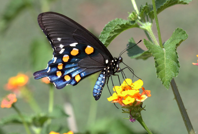 Обои картинки фото животные, бабочки,  мотыльки,  моли, бабочка