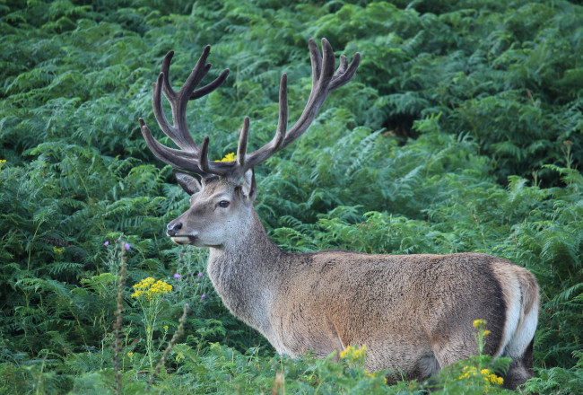 Обои картинки фото животные, олени, рога, олень