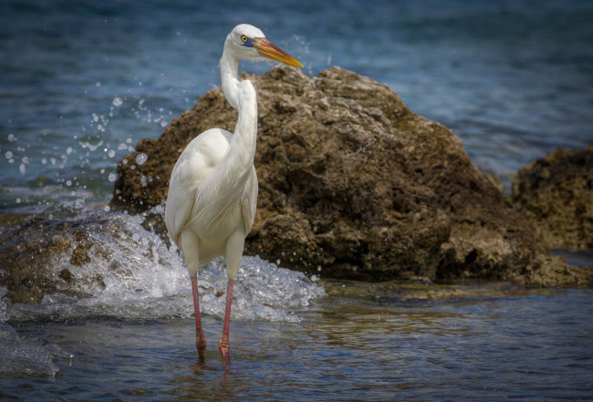 Обои картинки фото животные, цапли,  выпи, цапля, белая