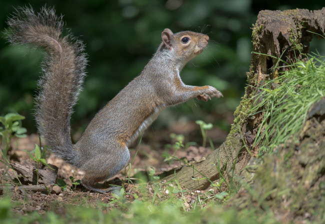 Обои картинки фото животные, белки, белка