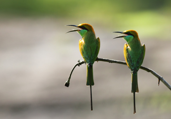 Обои картинки фото животные, щурки , пчелоеды, ветка, фон, птицы