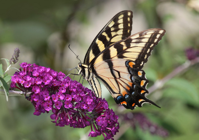 Обои картинки фото животные, бабочки,  мотыльки,  моли, бабочка