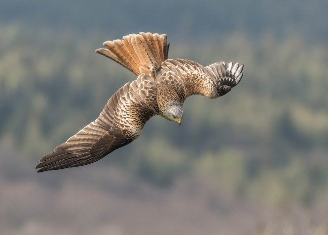 Обои картинки фото red kite, животные, птицы - хищники, птичка