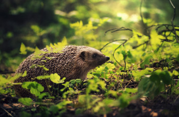 Картинка животные ежи ёж