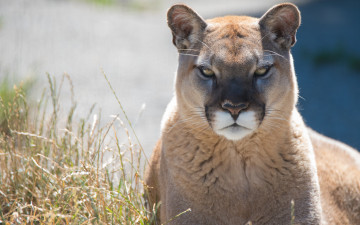 Картинка животные пумы пума