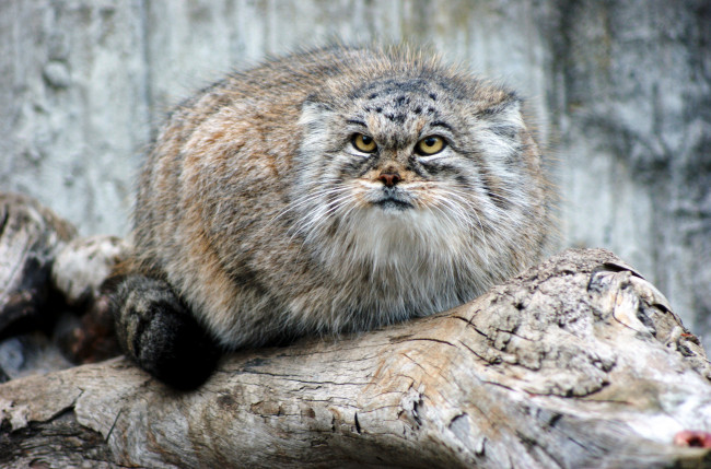 Обои картинки фото животные, манулы, бревно, взгляд, кот, манул