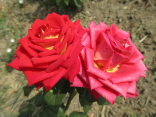 Картинка цветы розы красная роза