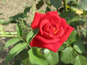 Картинка цветы розы красная роза