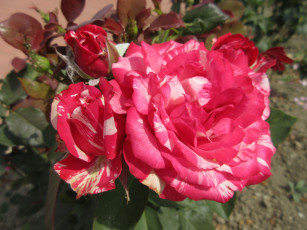 Картинка цветы розы красная роза