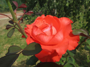 Картинка цветы розы оранжевая роза