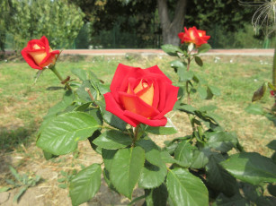 Картинка цветы розы роза красная