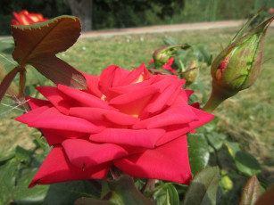 Картинка цветы розы роза красная