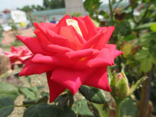 Картинка цветы розы роза красная