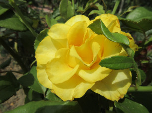 Картинка цветы розы роза жёлтая