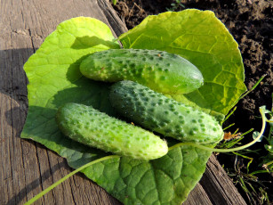 Картинка еда огурцы дача красота лето натюрморт овощи