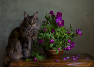 Картинка животные коты стол ева вечер розы