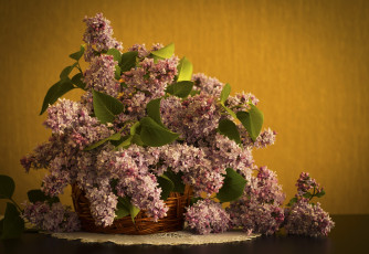 Картинка цветы сирень цветки лепестки цветение