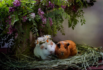 Картинка животные морские+свинки +хомяки июнь ромашки морские свинки лето сено композиция