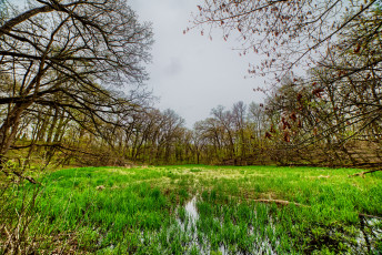 Картинка природа реки озера река лес