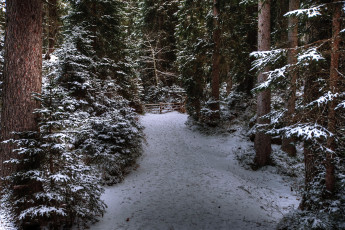 Картинка природа лес деревья