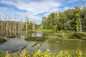 Картинка природа реки озера лес река