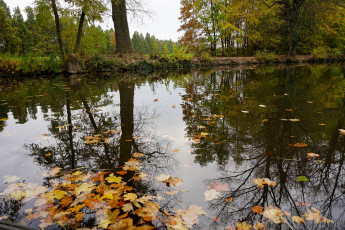 Картинка природа реки озера река лес