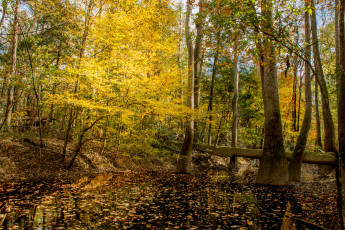 Картинка природа реки озера река лес