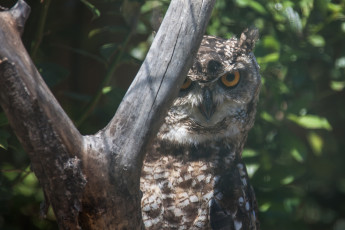 Картинка животные совы перья сова окрас