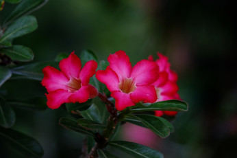 Картинка цветы адениум +мандевилла пустынная роза