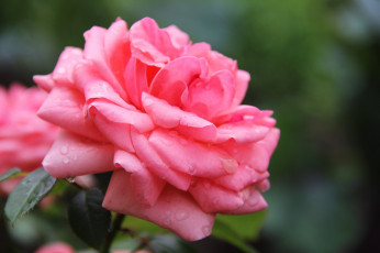 Картинка цветы розы роза бутон лепестки листья цветение rose bud petals leaves blossoms