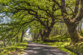 Картинка природа дороги река лес