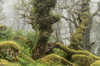 Картинка природа лес деревья