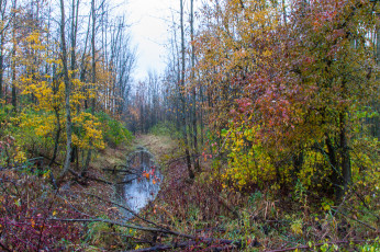 Картинка природа лес деревья