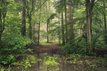 Картинка природа лес деревья