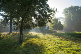 Картинка природа лес деревья
