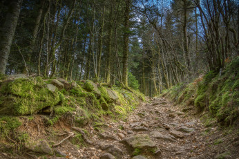 Картинка природа лес деревья