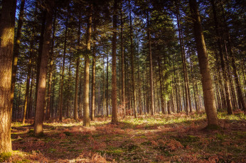 Картинка природа лес деревья