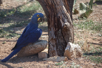 Картинка животные попугаи окрас попугай перья птица