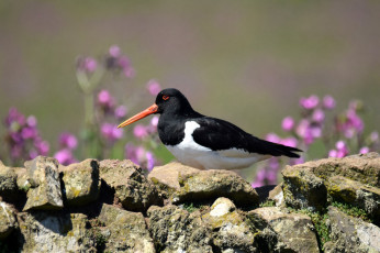 Картинка животные птицы перья окрас птица клюв