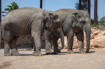 Картинка животные слоны великан животное большой слон