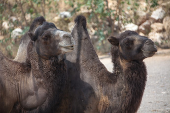 Картинка животные верблюды пара верблюд