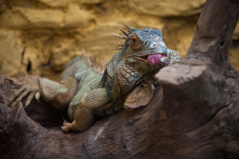 Картинка животные Ящерицы +игуаны +вараны ящерица моська язык