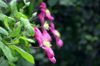 Картинка цветы клематис+ ломонос лето клематис