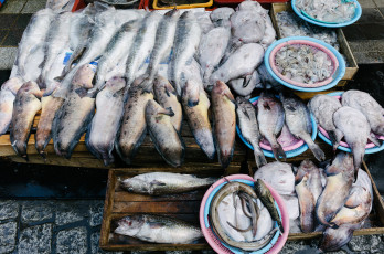 Картинка еда рыба +морепродукты +суши +роллы деликатесы