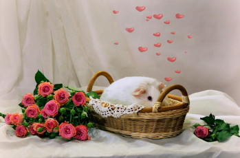 Картинка животные морские+свинки +хомяки композиция зима морские свинки февраль розы