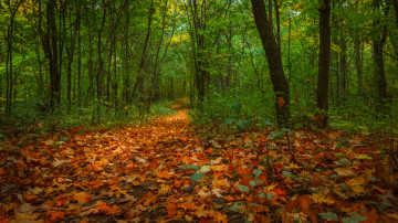 Картинка природа лес деревья