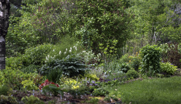 Картинка природа лес деревья