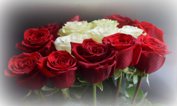 Картинка цветы розы blossoms leaves petals bud rose цветение листья лепестки роза бутон