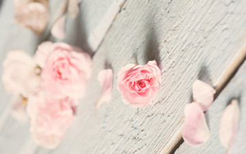 Картинка цветы розы доски роза лепестки