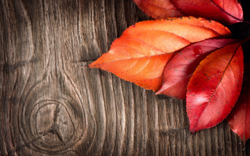 Картинка природа листья дерево кора